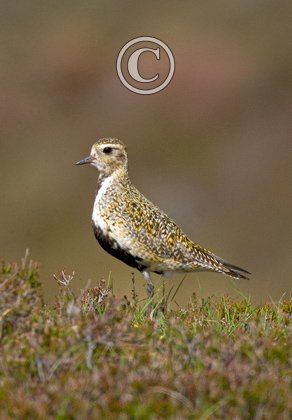 Golden Plover DM1103